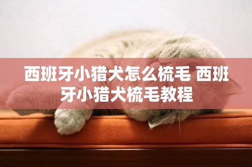 西班牙小猎犬图片