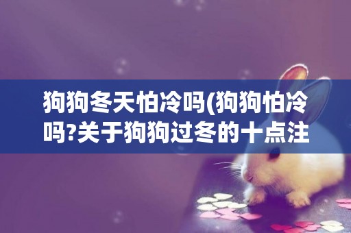 狗狗冬天怕冷吗(狗狗怕冷吗?关于狗狗过冬的十点注意事项!) 