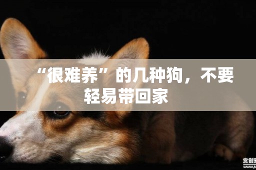 “很难养”的几种狗，不要轻易带回家 