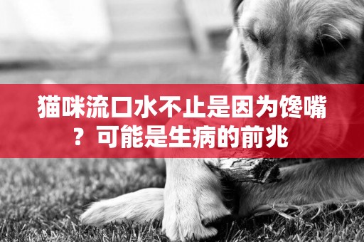 猫咪流口水不止是因为馋嘴？可能是生病的前兆 