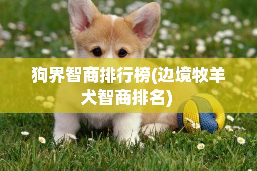 狗界智商排行榜(边境牧羊犬智商排名) 