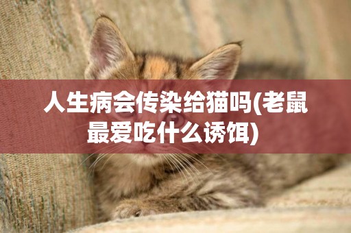 人生病会传染给猫吗(老鼠最爱吃什么诱饵) 