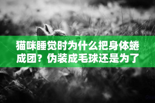 猫咪睡觉时为什么把身体蜷成团？伪装成毛球还是为了保暖 