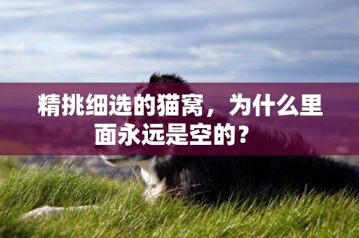 精挑细选的猫窝，为什么里面永远是空的？ 