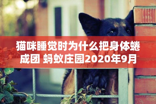 猫咪睡觉时为什么把身体蜷成团 蚂蚁庄园2020年9月22日答案 