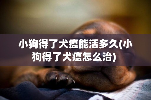 小狗得了犬瘟能活多久(小狗得了犬瘟怎么治) 