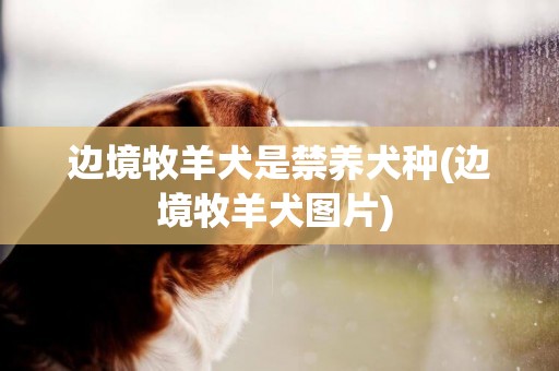 边境牧羊犬是禁养犬种(边境牧羊犬图片) 