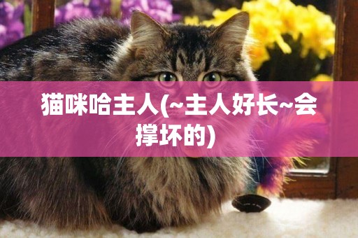 猫咪哈主人(~主人好长~会撑坏的) 