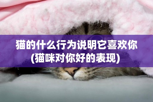 猫的什么行为说明它喜欢你(猫咪对你好的表现) 