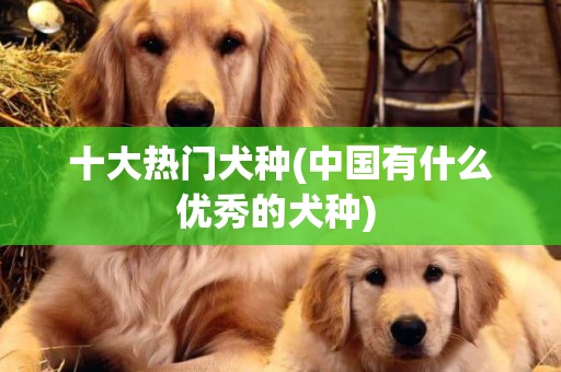 十大热门犬种(中国有什么优秀的犬种) 