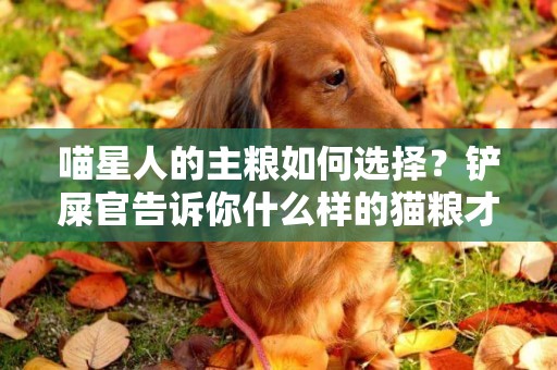 喵星人的主粮如何选择？铲屎官告诉你什么样的猫粮才更好 