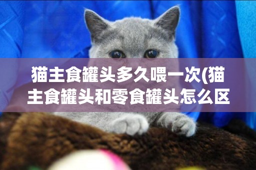 猫主食罐头多久喂一次(猫主食罐头和零食罐头怎么区分) 