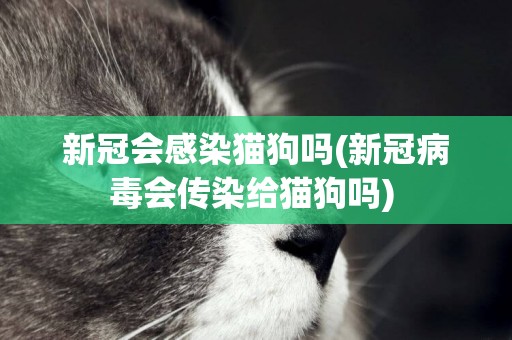 新冠会感染猫狗吗(新冠病毒会传染给猫狗吗) 