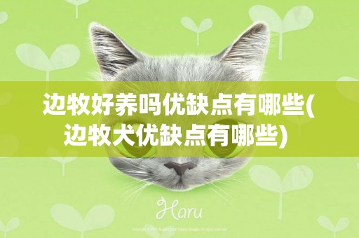 边牧好养吗优缺点有哪些(边牧犬优缺点有哪些) 