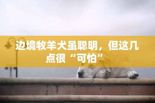 边境牧羊犬虽聪明，但这几点很“可怕” 