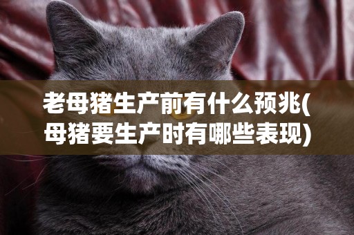 老母猪生产前有什么预兆(母猪要生产时有哪些表现) 