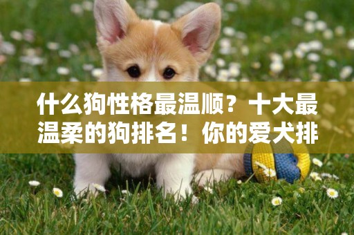 什么狗性格最温顺？十大最温柔的狗排名！你的爱犬排第几？ 