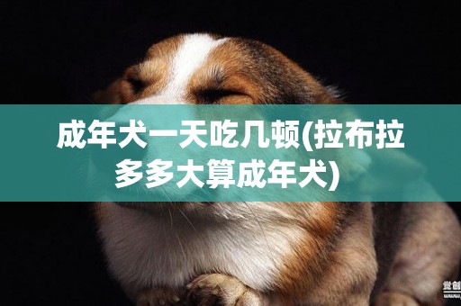 成年犬一天吃几顿(拉布拉多多大算成年犬) 