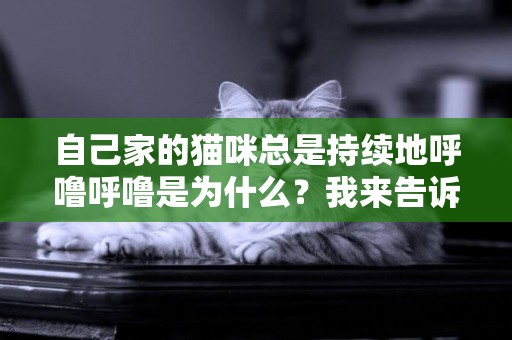 自己家的猫咪总是持续地呼噜呼噜是为什么？我来告诉你 