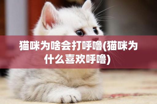 猫咪为啥会打呼噜(猫咪为什么喜欢呼噜) 