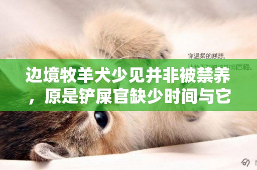 边境牧羊犬少见并非被禁养，原是铲屎官缺少时间与它斗智斗勇！ 