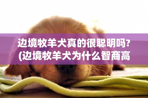 边境牧羊犬真的很聪明吗?(边境牧羊犬为什么智商高) 