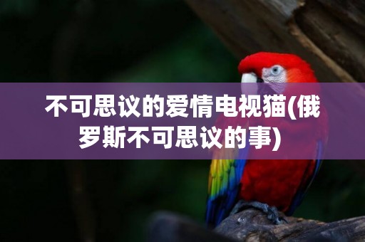 不可思议的爱情电视猫(俄罗斯不可思议的事) 