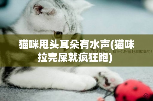 猫咪甩头耳朵有水声(猫咪拉完屎就疯狂跑) 