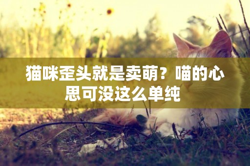 猫咪歪头就是卖萌？喵的心思可没这么单纯 