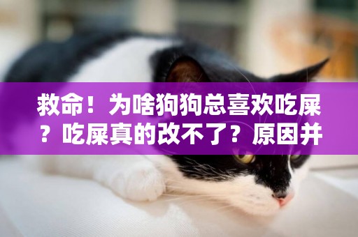 救命！为啥狗狗总喜欢吃屎？吃屎真的改不了？原因并不简单 