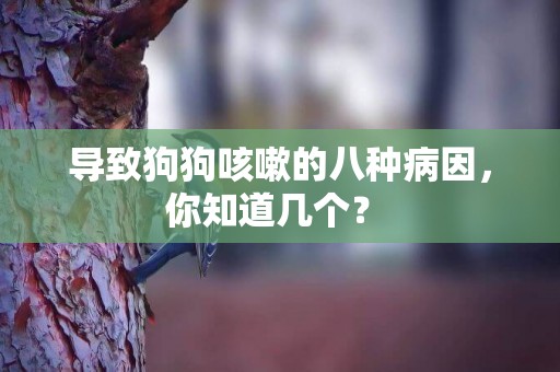 导致狗狗咳嗽的八种病因，你知道几个？ 