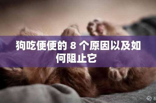 狗吃便便的 8 个原因以及如何阻止它 