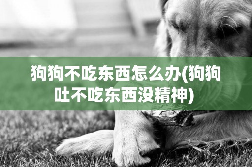 狗狗不吃东西怎么办(狗狗吐不吃东西没精神) 