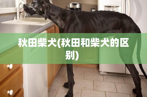 秋田柴犬(秋田和柴犬的区别) 