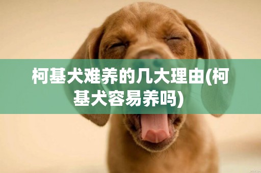 柯基犬难养的几大理由(柯基犬容易养吗) 