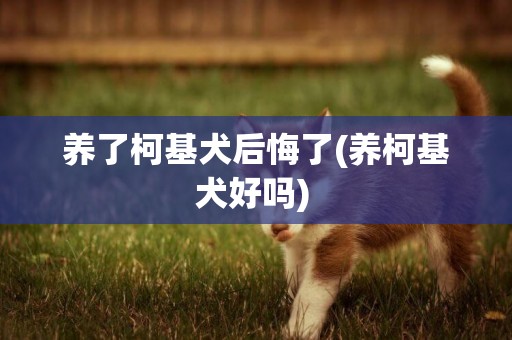 养了柯基犬后悔了(养柯基犬好吗) 