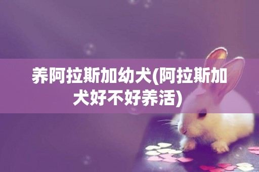 养阿拉斯加幼犬(阿拉斯加犬好不好养活) 