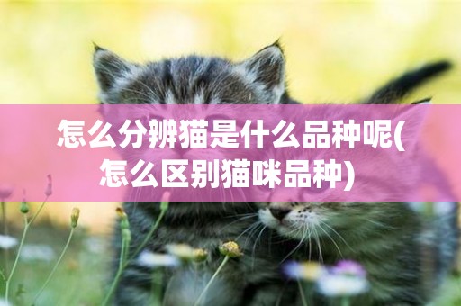 怎么分辨猫是什么品种呢(怎么区别猫咪品种) 