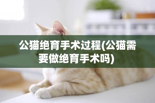 公猫绝育手术过程(公猫需要做绝育手术吗) 