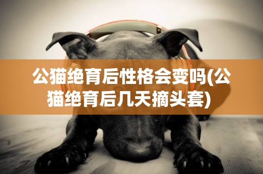 公猫绝育后性格会变吗(公猫绝育后几天摘头套) 