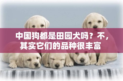 中国狗都是田园犬吗？不，其实它们的品种很丰富 