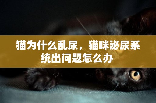 猫为什么乱尿，猫咪泌尿系统出问题怎么办 