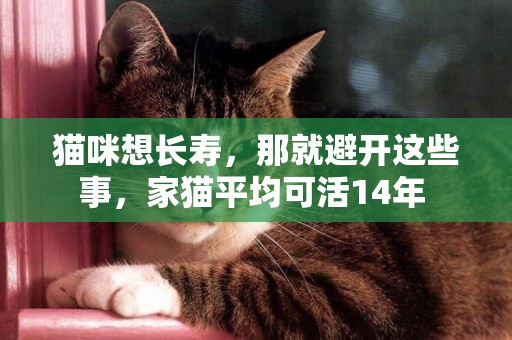 猫咪想长寿，那就避开这些事，家猫平均可活14年 