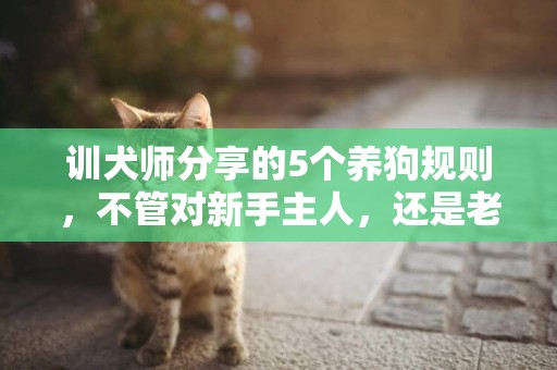 训犬师分享的5个养狗规则，不管对新手主人，还是老手主人都有用 