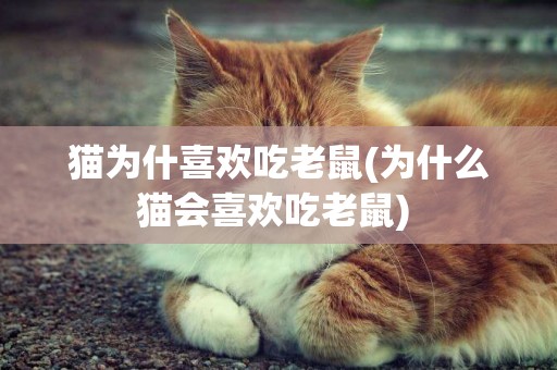 猫为什喜欢吃老鼠(为什么猫会喜欢吃老鼠) 