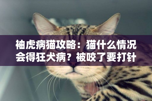 袖虎病猫攻略：猫什么情况会得狂犬病？被咬了要打针吗？ 