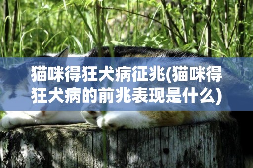 猫咪得狂犬病征兆(猫咪得狂犬病的前兆表现是什么) 