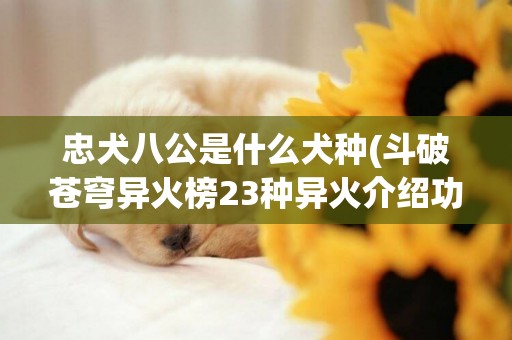 忠犬八公是什么犬种(斗破苍穹异火榜23种异火介绍功能) 