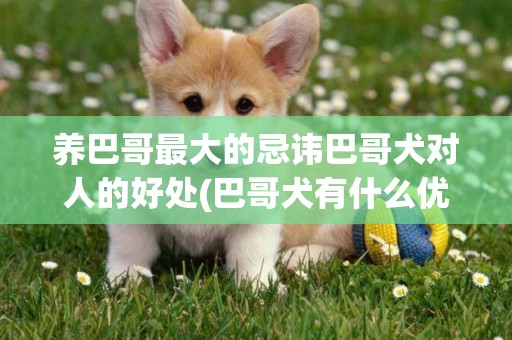 养巴哥最大的忌讳巴哥犬对人的好处(巴哥犬有什么优点) 