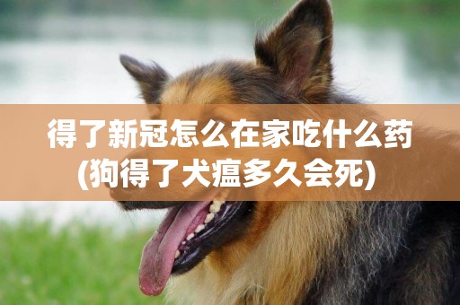 得了新冠怎么在家吃什么药(狗得了犬瘟多久会死) 